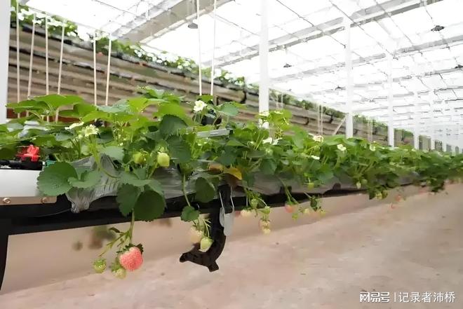 棚厂家推荐：智能调控大棚全场景适配能力！开元棋牌试玩2025